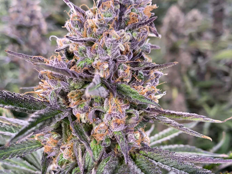 Zkittlez Strain Origins | Ozzy Genetics: Cannabis Seeds Australia