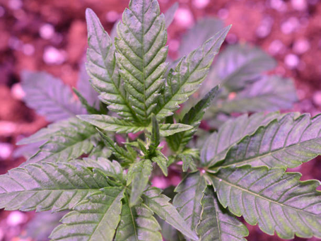 Vitamin B and Cannabis | Ozzy Genetics: Cannabis Seeds Australia