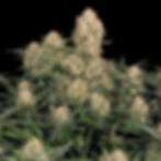 Skunk #1 Autoflower Feminised Cannabis Seeds Australia
