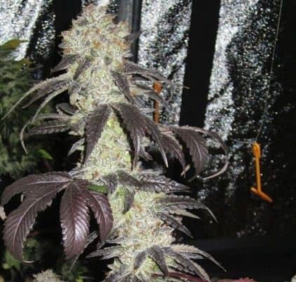 Black Kush Feminised Seeds