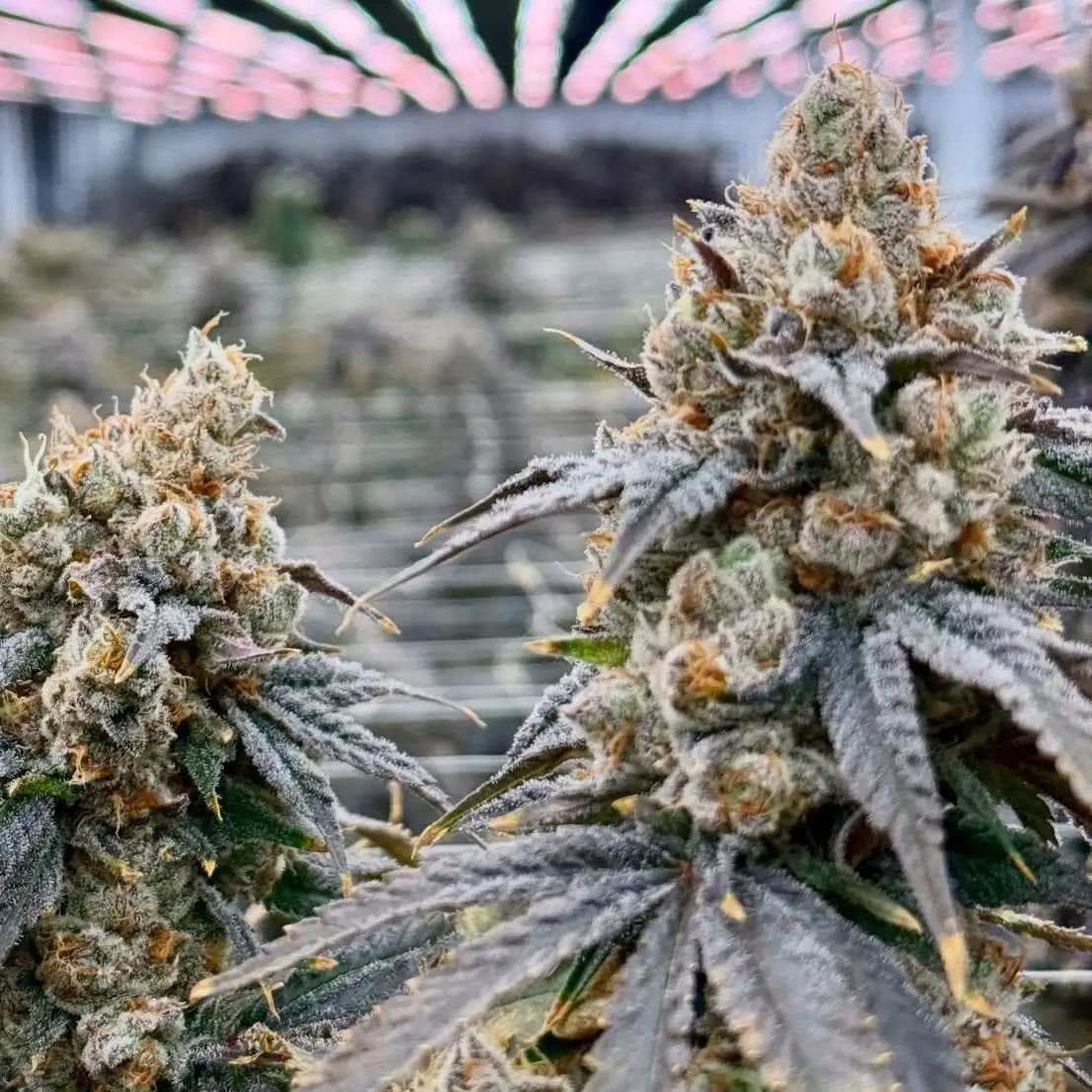 Papaya Crush Feminised Cannabis Seeds Australia