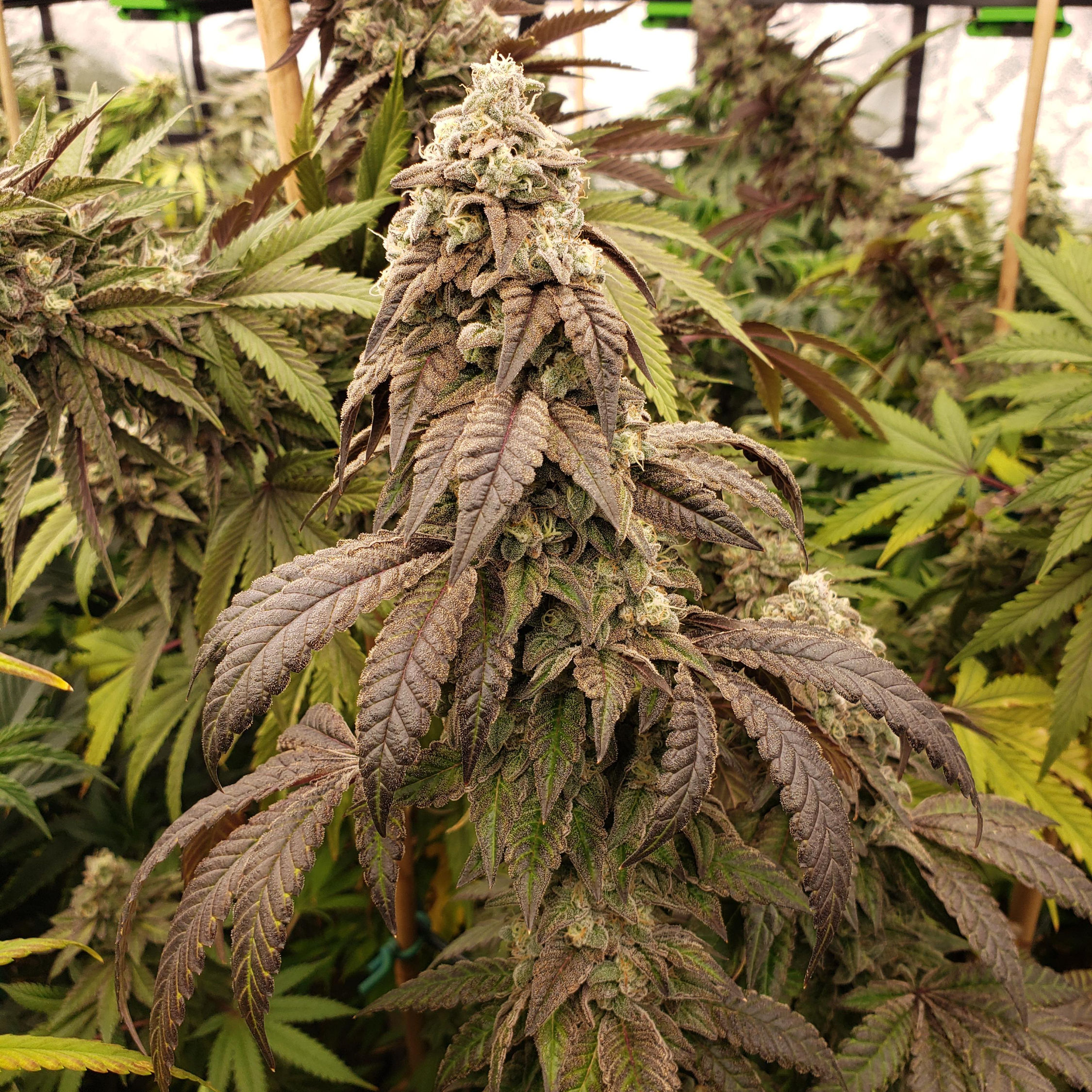 Lemon Cherry Gelato Autoflower Feminised Cannabis Seeds Australia