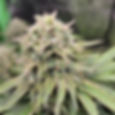 24K Feminised Cannabis Seeds Australia