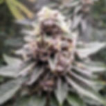 Blackberry Octane Feminised Cannabis Seeds Australia