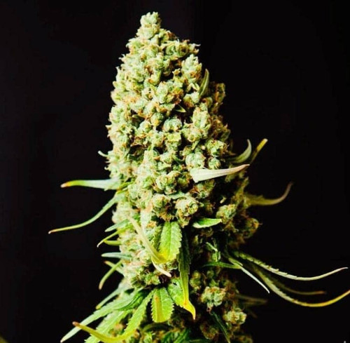 Super Skunk (Regular Seeds) | Ozzy Genetics