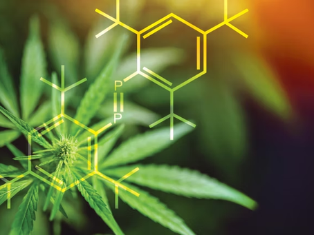 Cal-Mag & Aminos | Ozzy Genetics: Cannabis Seeds Australia