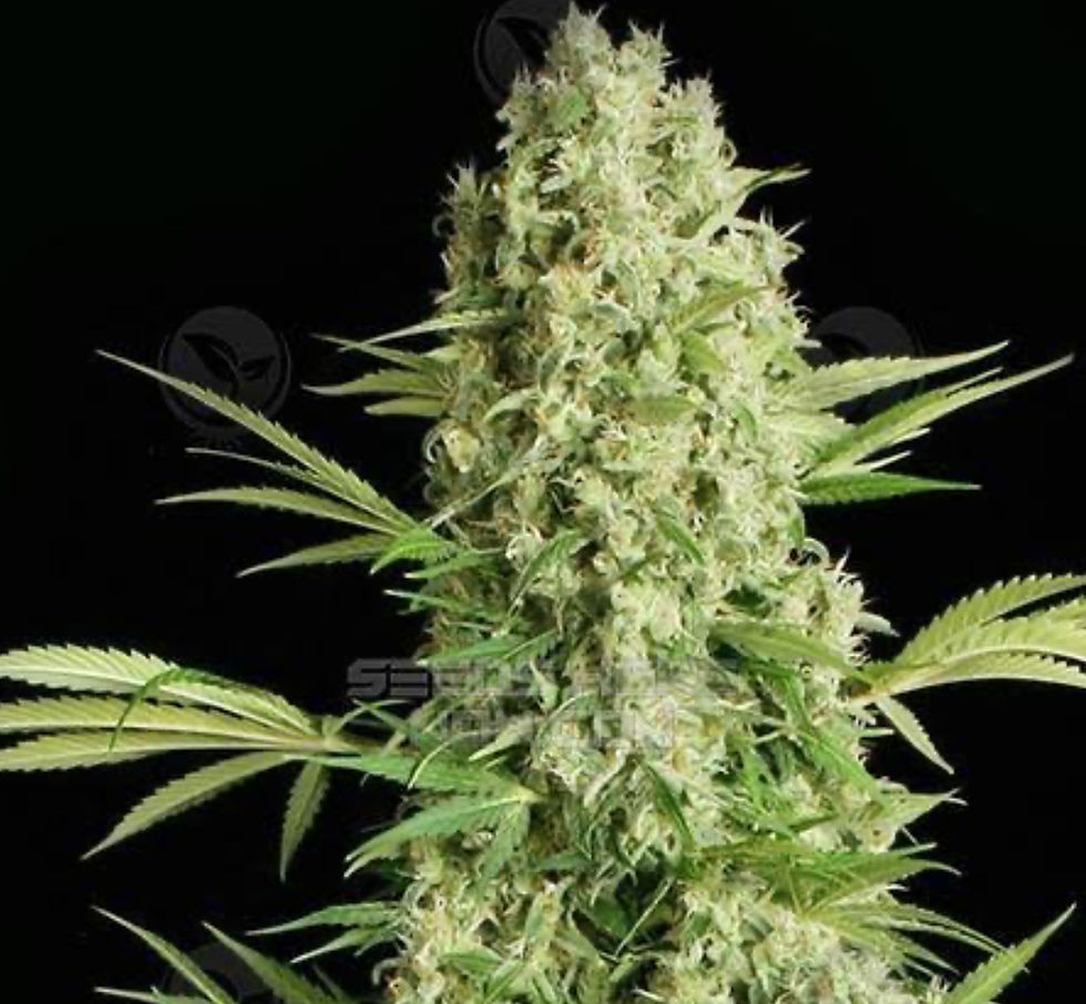 White Russian Feminised Seeds