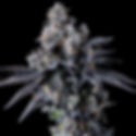 Black Bow Feminised Cannabis Seeds Australia