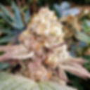 Polarberry Feminised Cannabis Seeds Australia