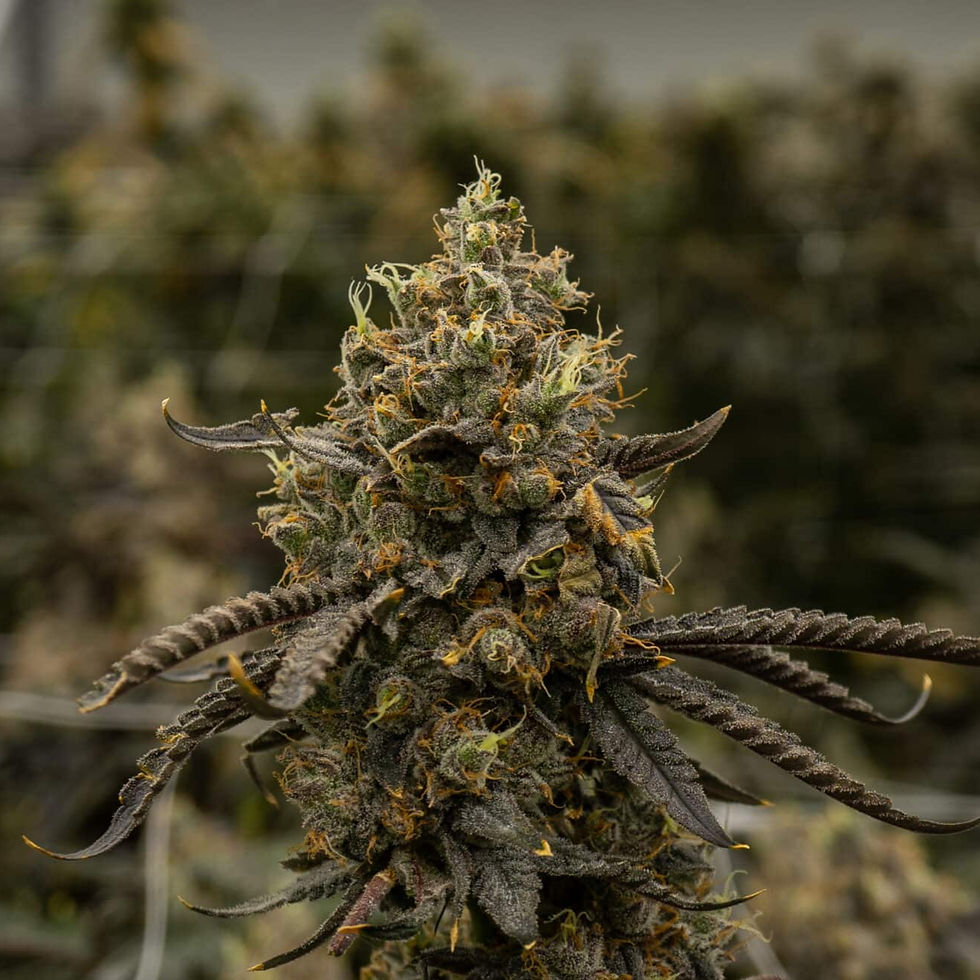 Aura Hash Feminised Cannabis Seeds Australia