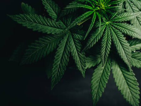 How Are Autos Made? | Ozzy Genetics: Cannabis Seeds Australia
