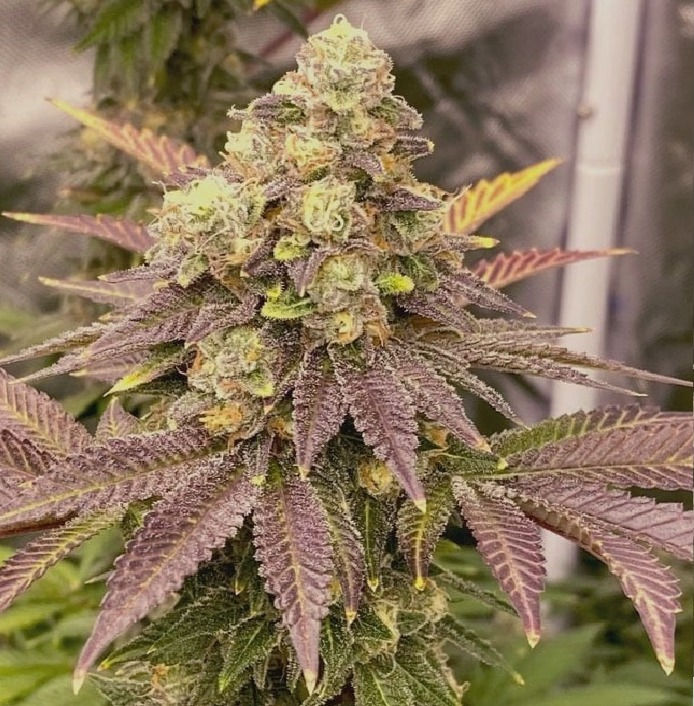Purple Gorilla Cookies Feminised Ozzy