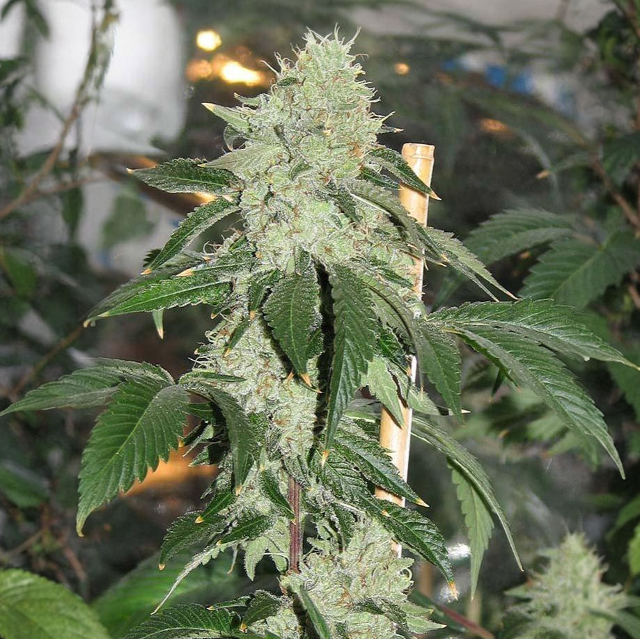 Kosher Kush S1 Feminised Cannabis Seeds Australia
