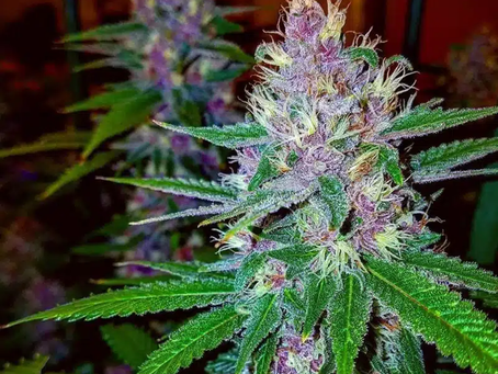 Purple Urkle Origins | Ozzy Genetics: Cannabis Seeds Australia