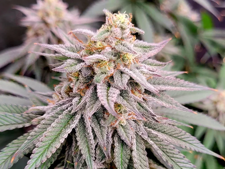 OG Kush Origins | Ozzy Genetics: Cannabis Seeds Australia