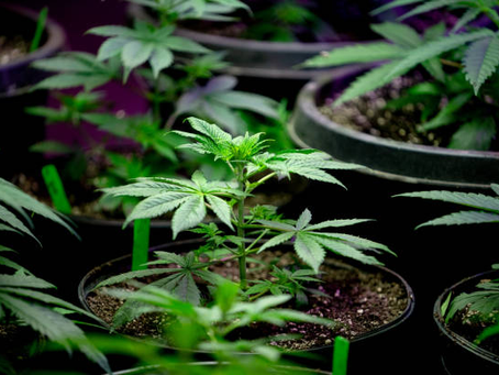 Condiments For Soil | Ozzy Genetics: Cannabis Seeds Australia