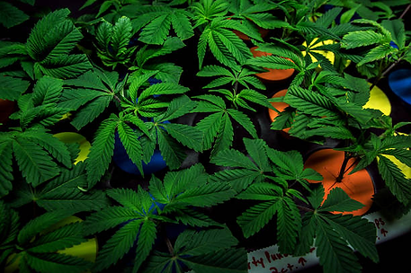 marijuana clones