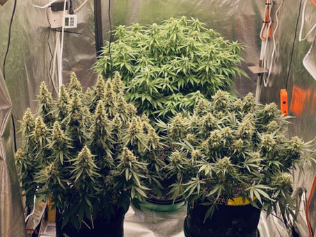How To Grow Autos | Ozzy Genetics: Cannabis Seeds Australia