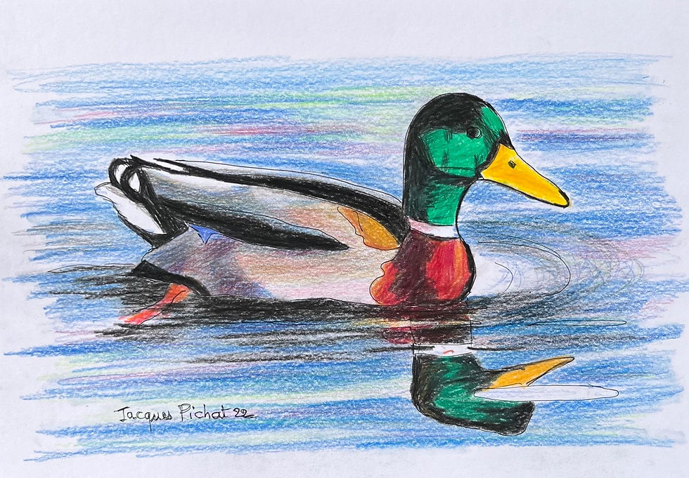 Canard