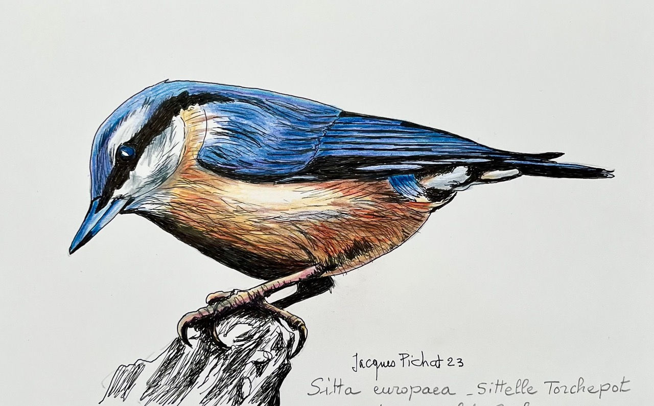 Sitta europaea sur papier