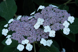 DSC04313.JPG