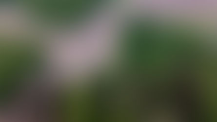 El aumento del control armado en la Amazonía colombiana y sus implicaciones ambientales