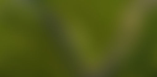 La urgencia de frenar el asesinato de defensores del medio ambiente en América Latina