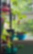Houseplants 1_edited.jpg
