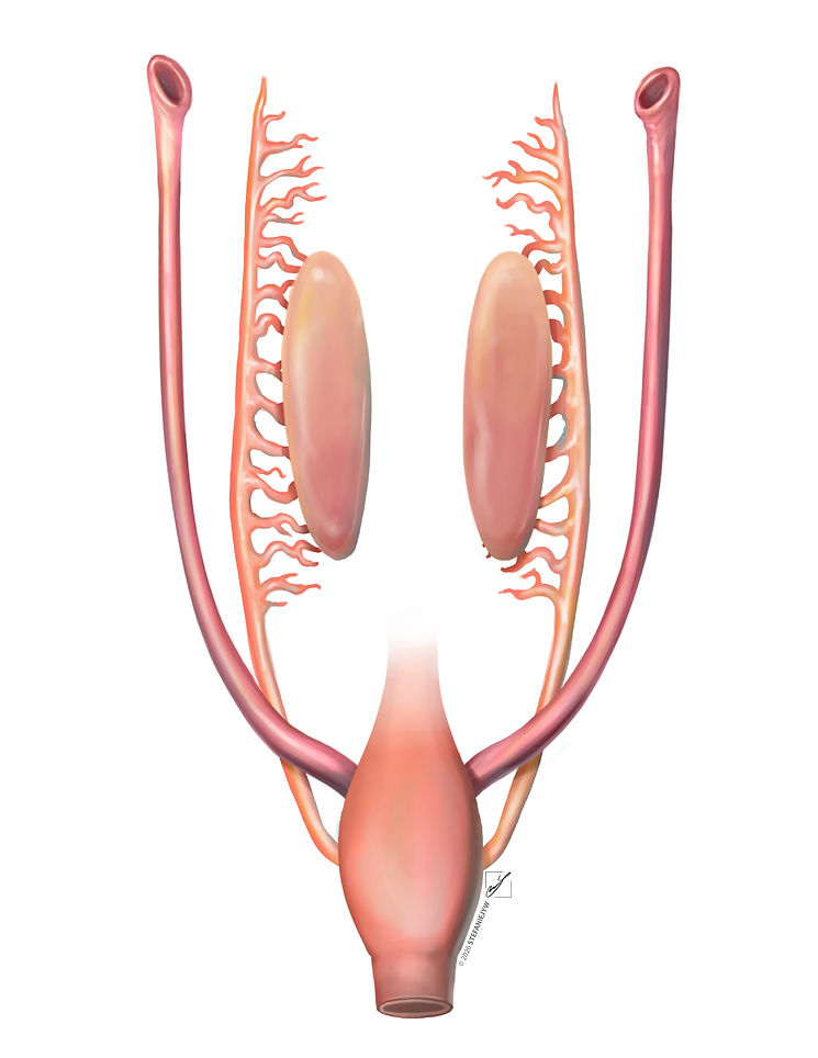 Paramesonephric ducts_NOlabels.jpg
