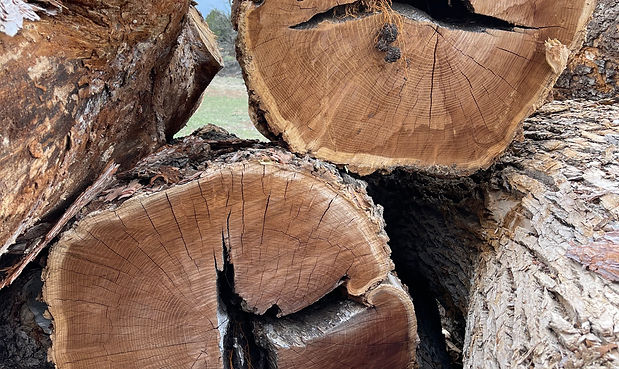 Large Logs Ready for the Mill.jpeg