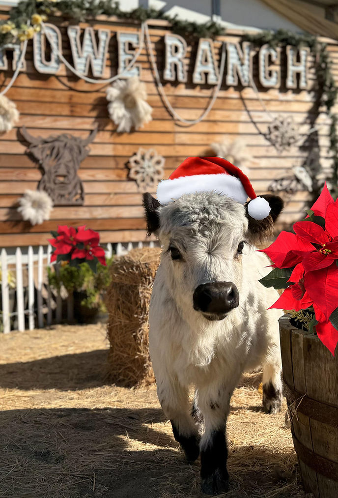 Mary Lou Christmas shot.jpg