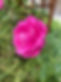Rose Garden.jpg