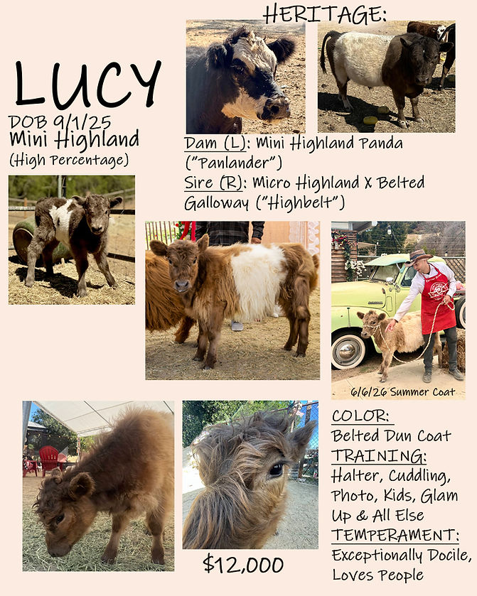 LucyFlyer.jpg