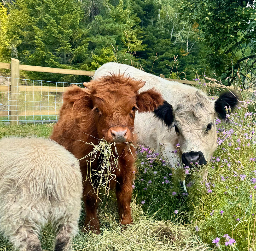 cowsies_edited.jpg