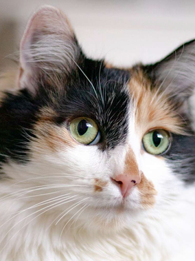 Calico Cats: The Coolest Barr Body Example