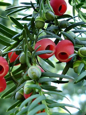 Paclitaxel- an Example of the Intricate Connection Between Human Health and the Natural World