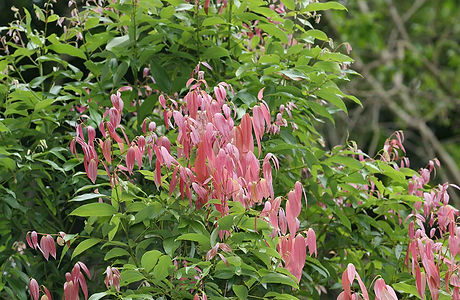 Cebu Cinnamon Tree.jpg