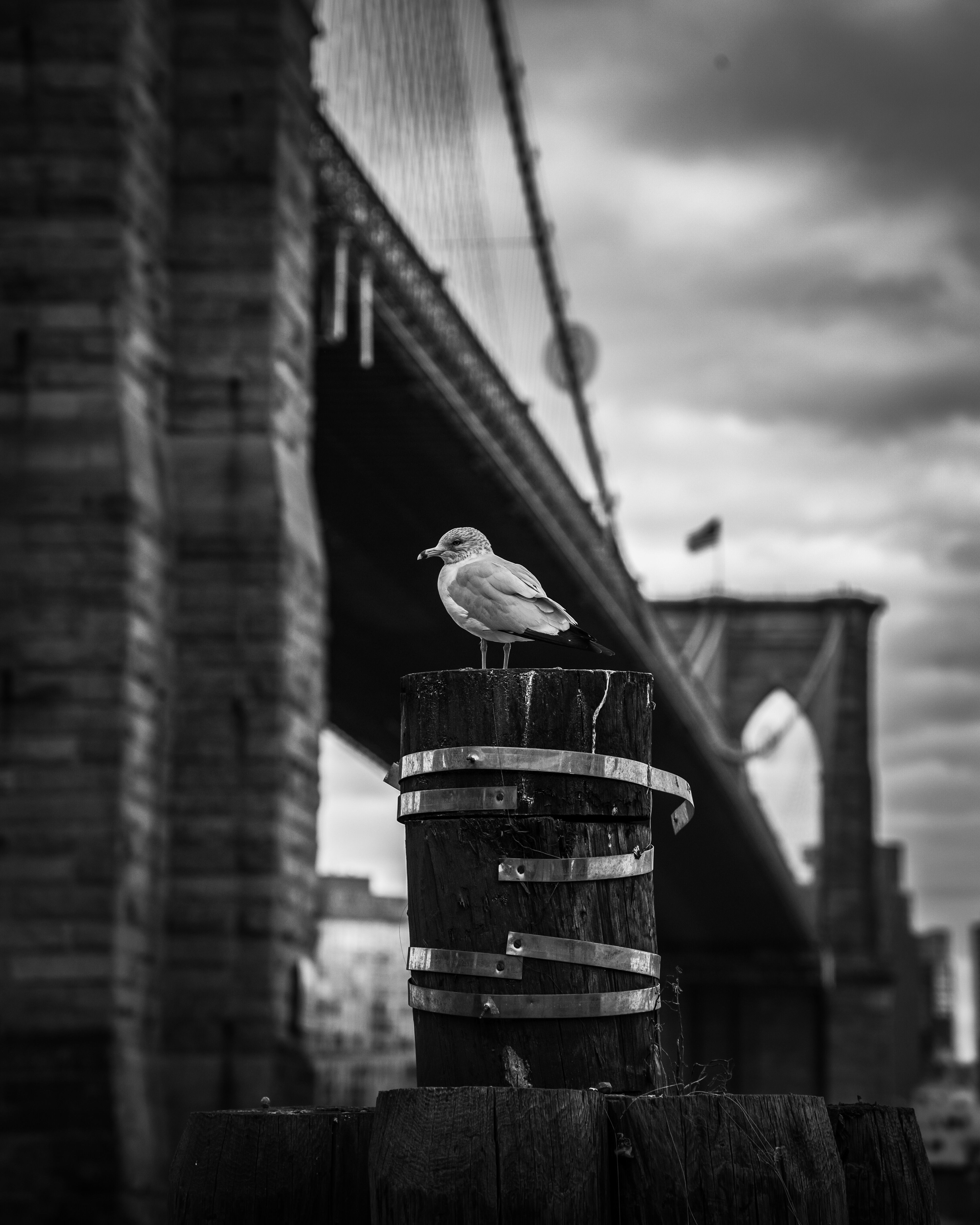 Seagull of Est River 16 x 20 signée numérotée / 100 exemplaires