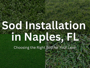 Best Sod for Naples, Florida Homes: Choosing the Right Grass for Southwest Florida