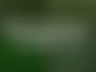 Best Sod for Naples, Florida Homes: Choosing the Right Grass for Southwest Florida