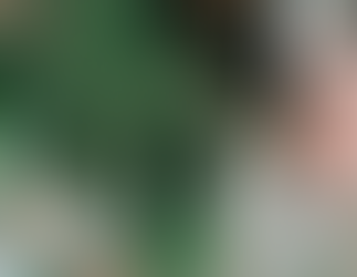 How to Grow the Easiest House Plant - Monstera!