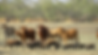 feral-pigs-photo-by-Jason-Wishart.png