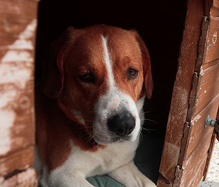 david-popkov-IiXCtsn5jqE-unsplash (1)_edited.jpg