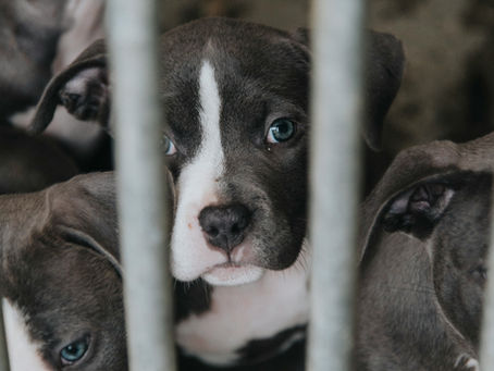 Abandonner son chien : quand aimer, c’est parfois savoir laisser partir