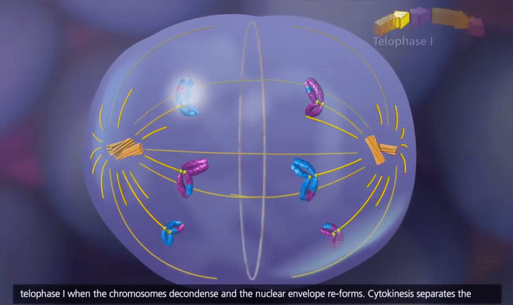 Telofase 1.gif