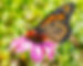 monarch on echinacea.jpeg