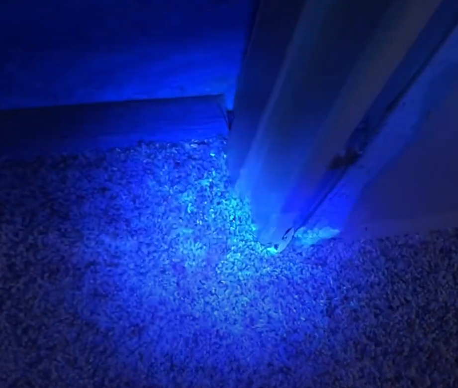 Pet Stains on Carpet: How to Remove Urine Odors and Keep Carpets Fresh