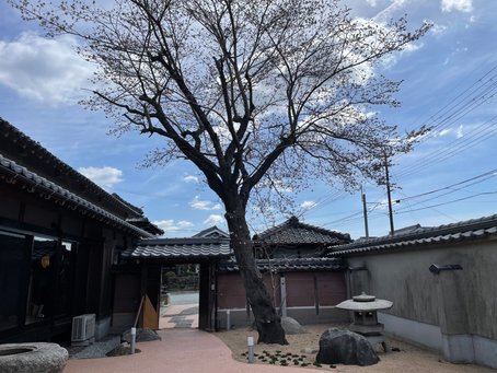 古民家るふれ、桜🌸#1