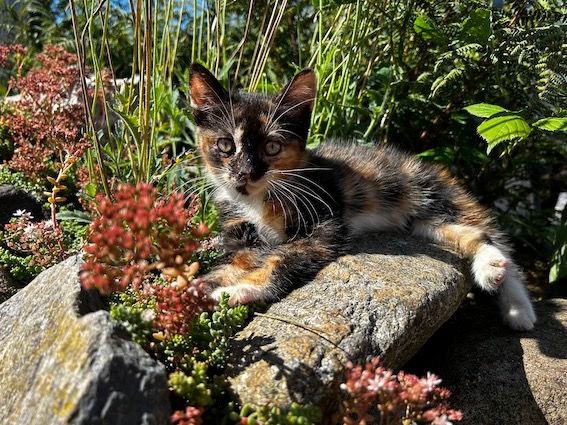 Beautiful kitten resting on a rock
