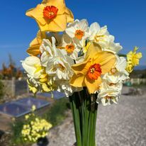Spring Daffodils in a vase
